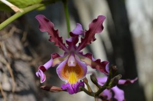 Myrmecophilia (Schomburgkia) tibicinis