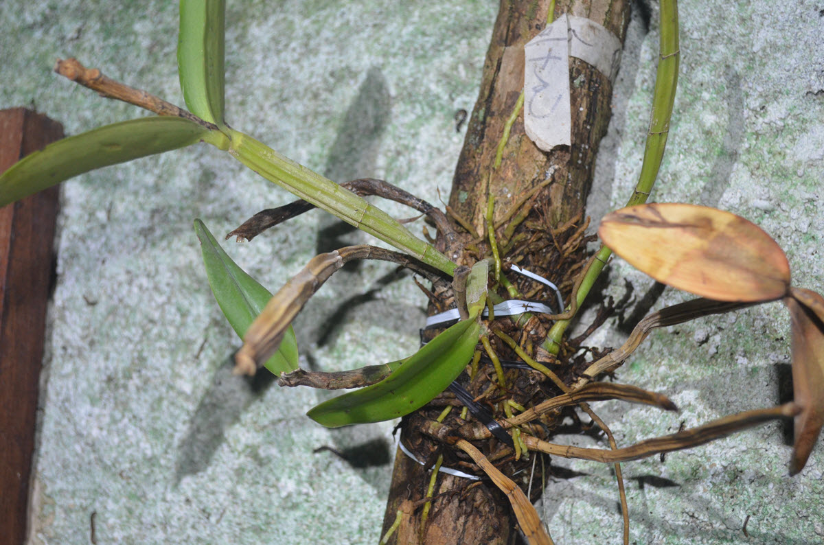 cattleya patinii